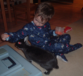 Feeding Lil' Bit Carrots